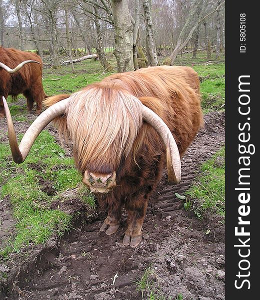 Highland cow taken on the Black Isle in Scotland