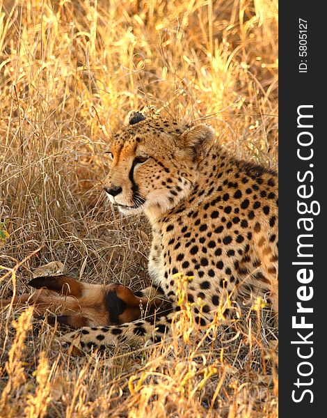 Photo of a Cheetah with a dead impala. Photo of a Cheetah with a dead impala