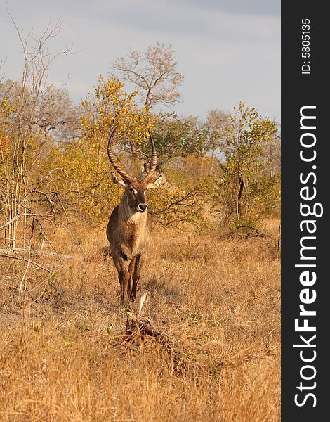 Photo of Male Waterbuck taken in Sabi Sands Reserve in South Africa