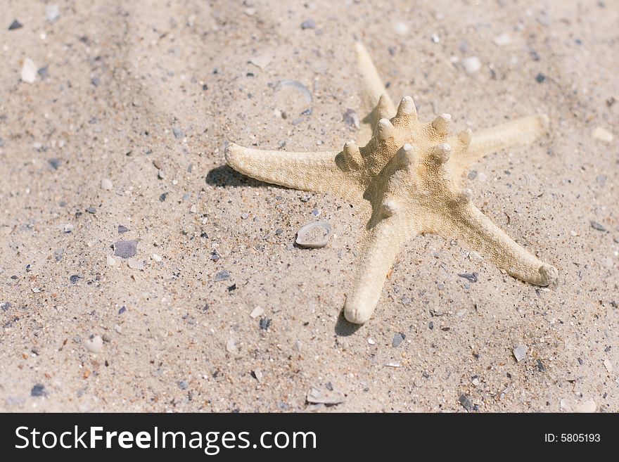 White starfish on sand beach