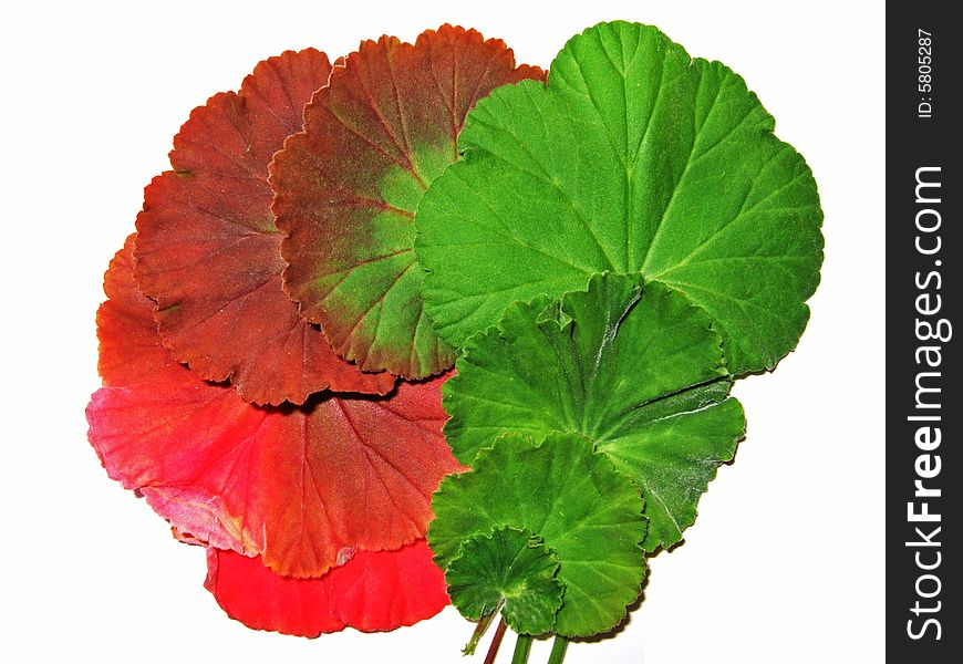 Colourful Leaves