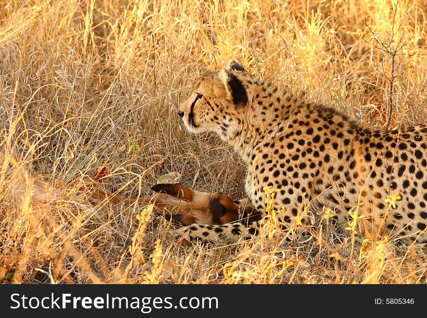 Photo of a Cheetah with a dead impala. Photo of a Cheetah with a dead impala