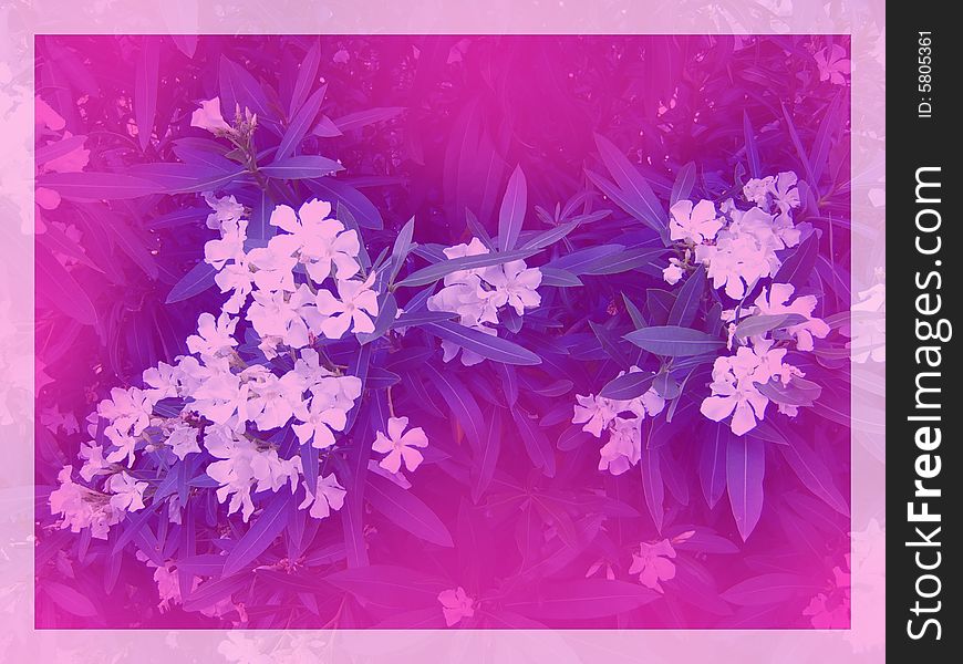 Oleander flowers surrounded by pink blur. Digital drawing and photo. Coloured picture. Oleander flowers surrounded by pink blur. Digital drawing and photo. Coloured picture.