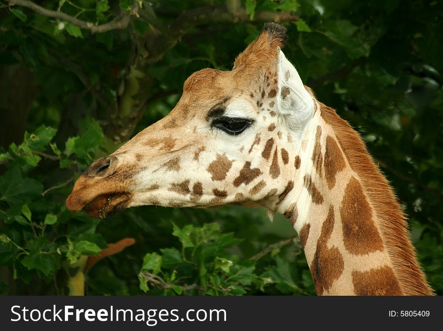 Close Up Of A Giraffe Head