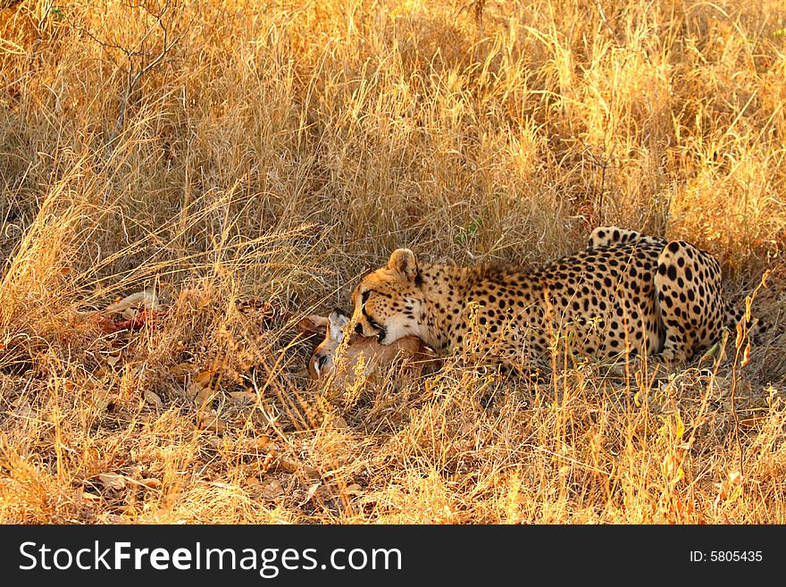 Photo of a Cheetah with a dead impala. Photo of a Cheetah with a dead impala