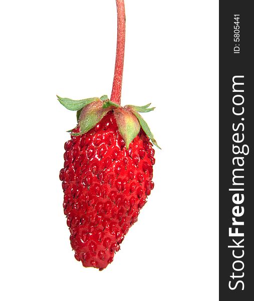 Large berry of wild strawberry on a white background. Large berry of wild strawberry on a white background