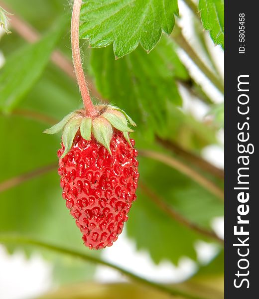 Large berry of wild strawberry on a background of leaves. Large berry of wild strawberry on a background of leaves