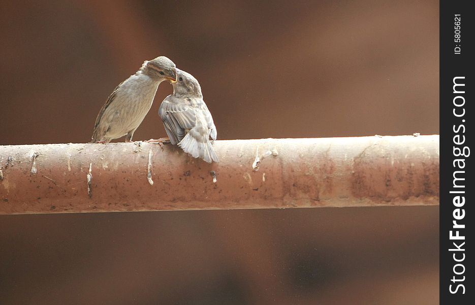 Two sparrow