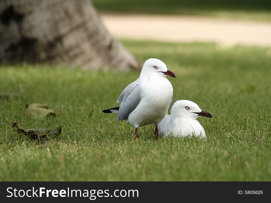 2 seagulls relaxing on land..