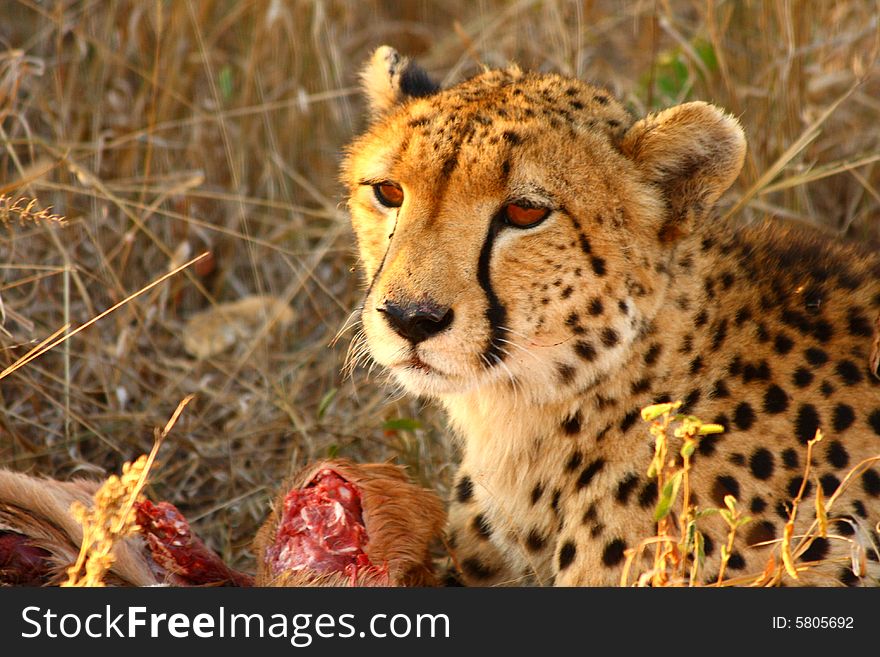 Photo of a Cheetah with a dead impala. Photo of a Cheetah with a dead impala