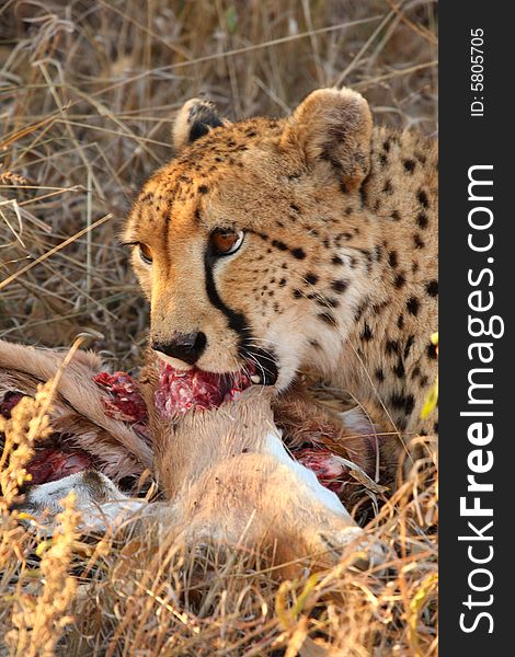 Photo of a Cheetah with a dead impala. Photo of a Cheetah with a dead impala