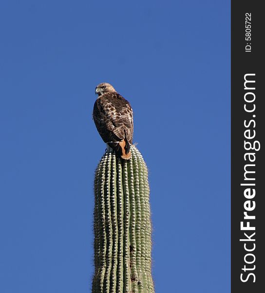 A hawk perched on a saguaro cactus