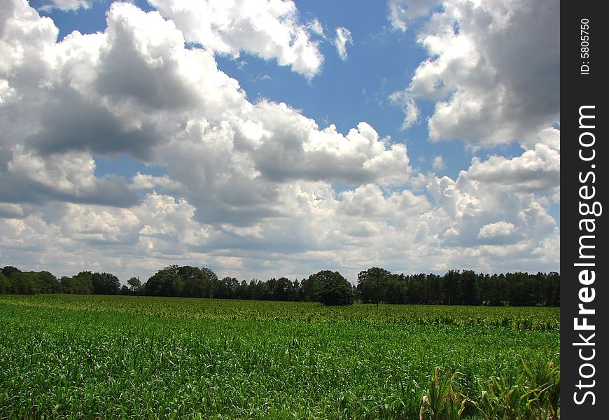Picture of a country corn field with the sky in the foreground