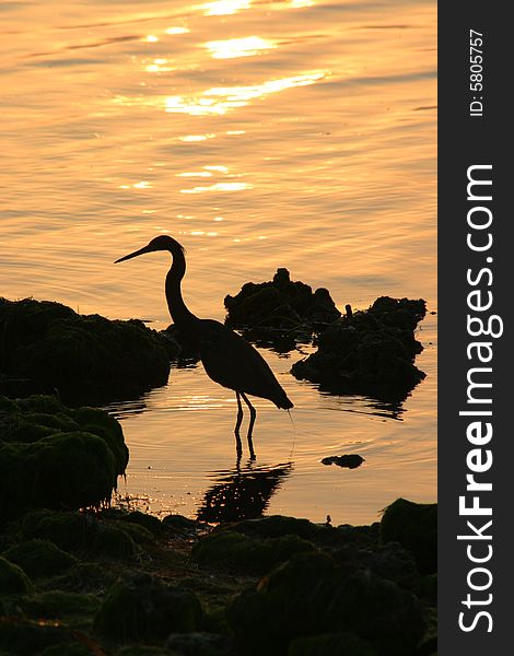 Sihlouette of a heron searching for an early morning meal