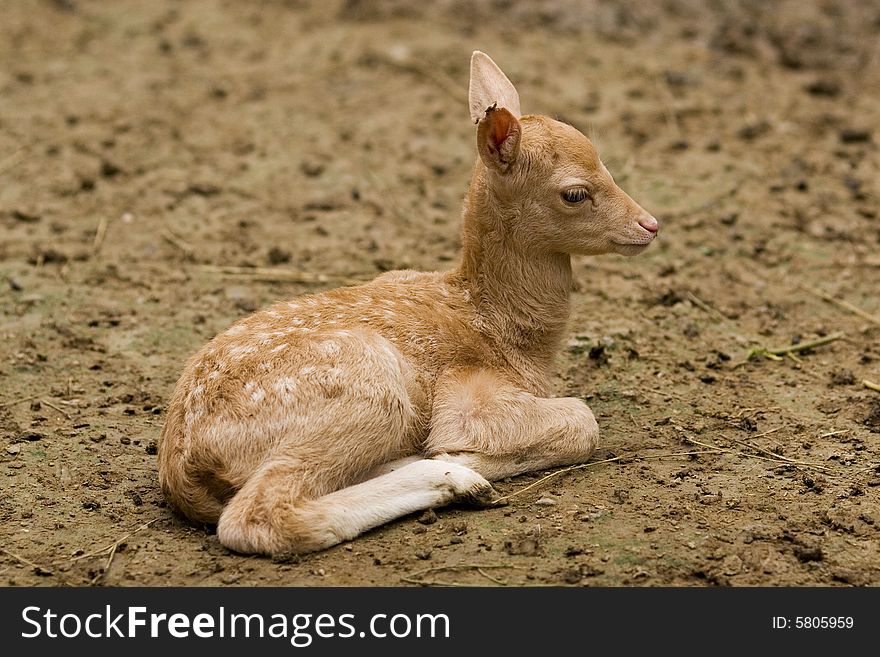 Baby deer sits quietly on ground.