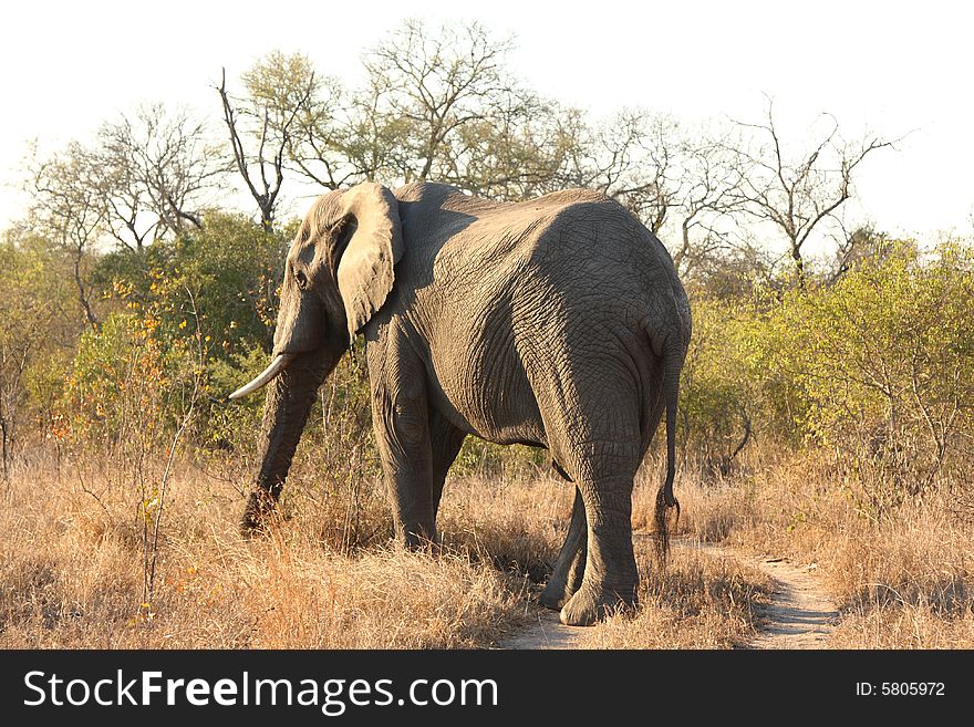 Elephant In Sabi Sands