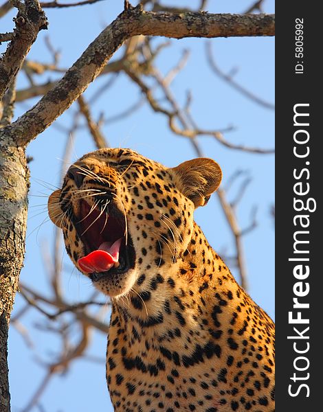 Leopard in a tree in the Sabi Sands Reserve