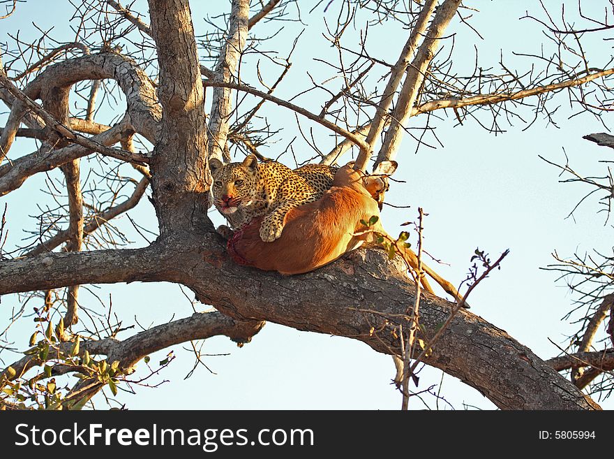 Leopard In A Tree With Kill