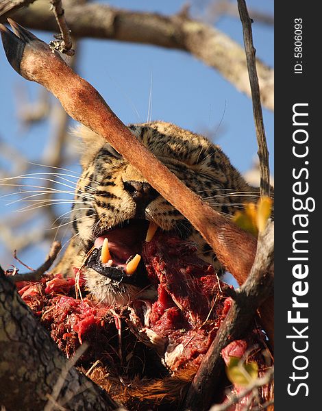 Leopard in a tree with kill in Sabi Sands Reserve