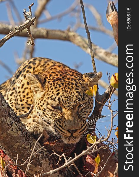 Leopard in a tree with kill in Sabi Sands Reserve