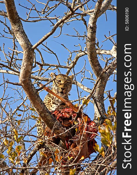 Leopard in a tree with kill in Sabi Sands Reserve