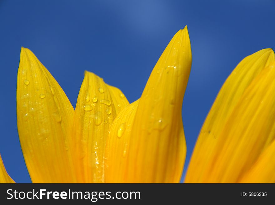 Sunflower and sky