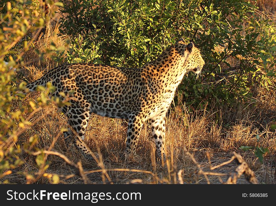 Leopard In The Sabi Sands