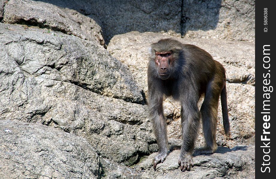 Baboon in the Brooklyn's Prospect Park Zoo