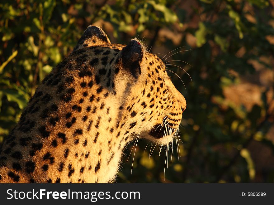 Leopard in the Sabi Sands Reserve