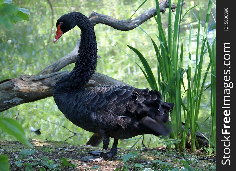 Black Swan in the Brooklyn's Prospect Park Zoo