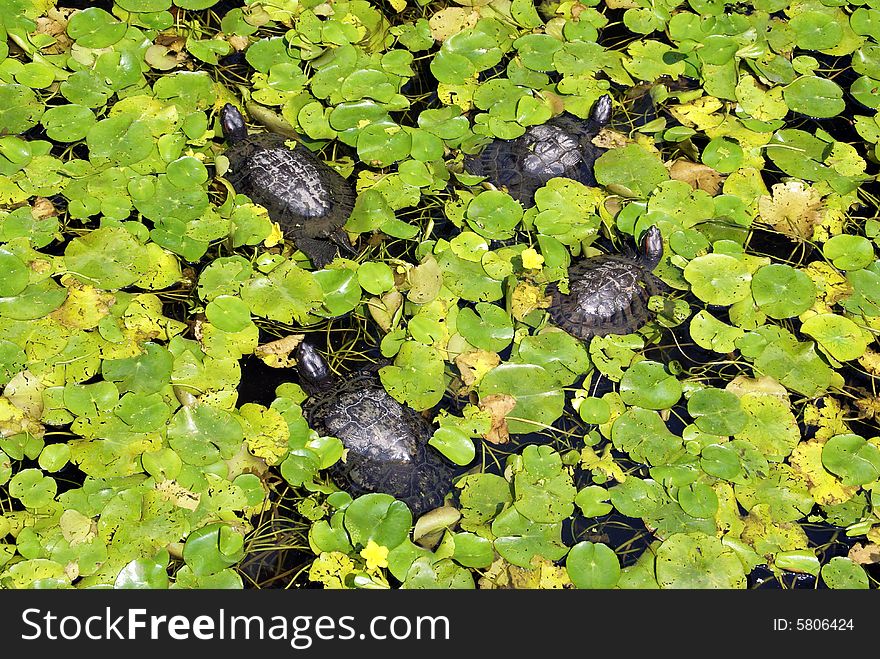 Four turtles in the pond