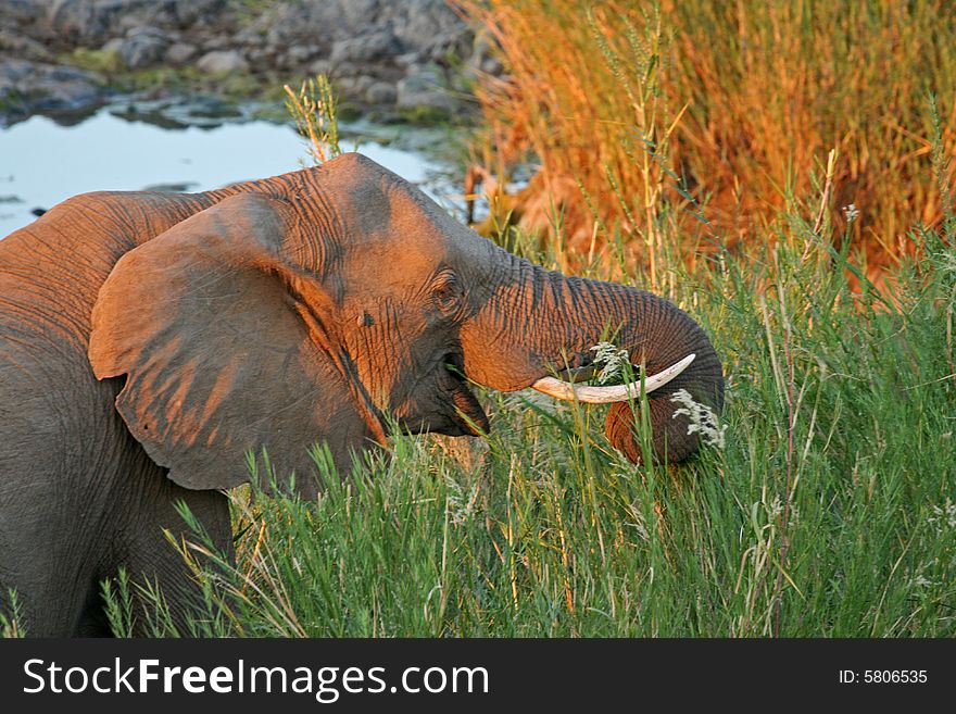 African Elephant Feeding on reeds.