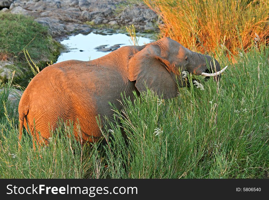 African Elephant Feeding on reeds.