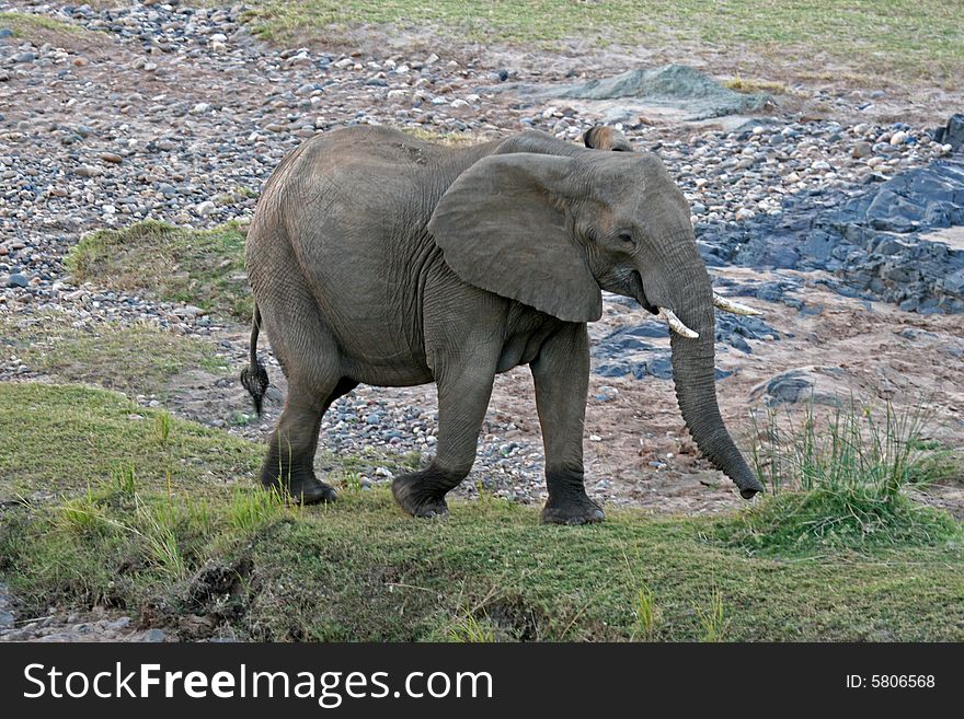 African Elephant on the move in South Africa