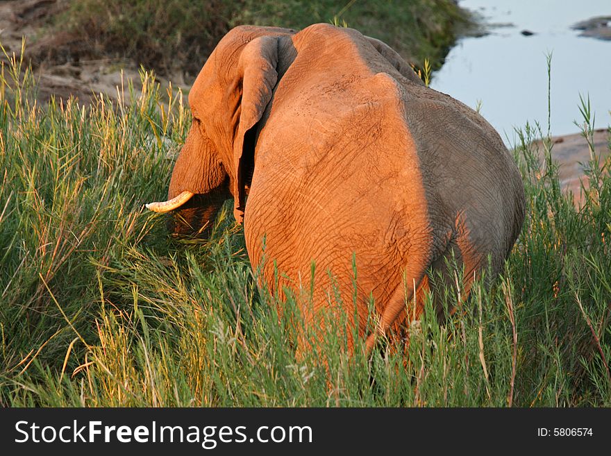 African Elephant Feeding on reeds in a river bed in South Africa. African Elephant Feeding on reeds in a river bed in South Africa