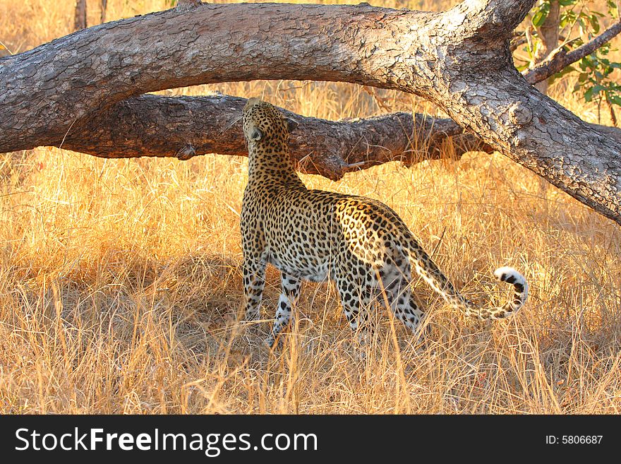 Leopard in a tree in the Sabi Sands Reserve. Leopard in a tree in the Sabi Sands Reserve