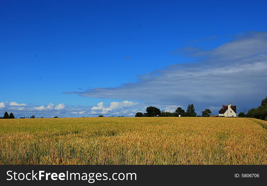 Yellow cornfields and blue sky, summer in the countryside