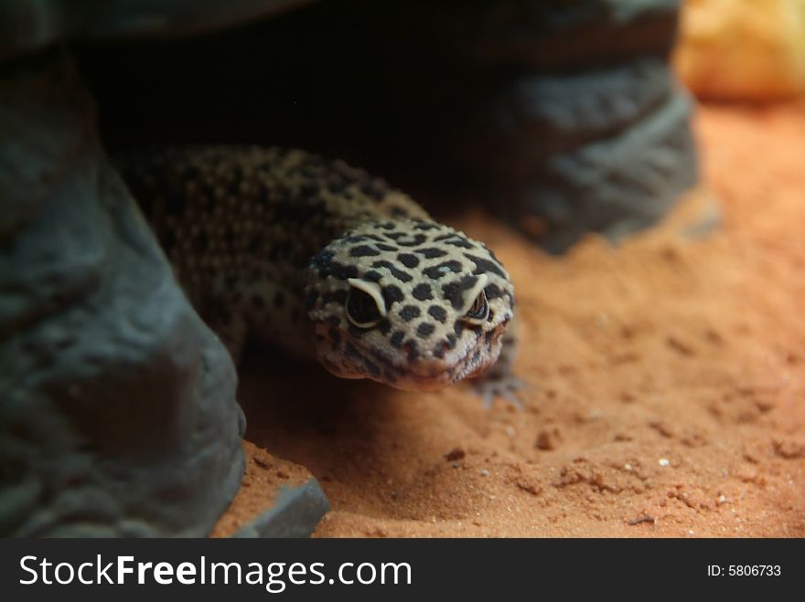 Gecko on sand emerging from cave