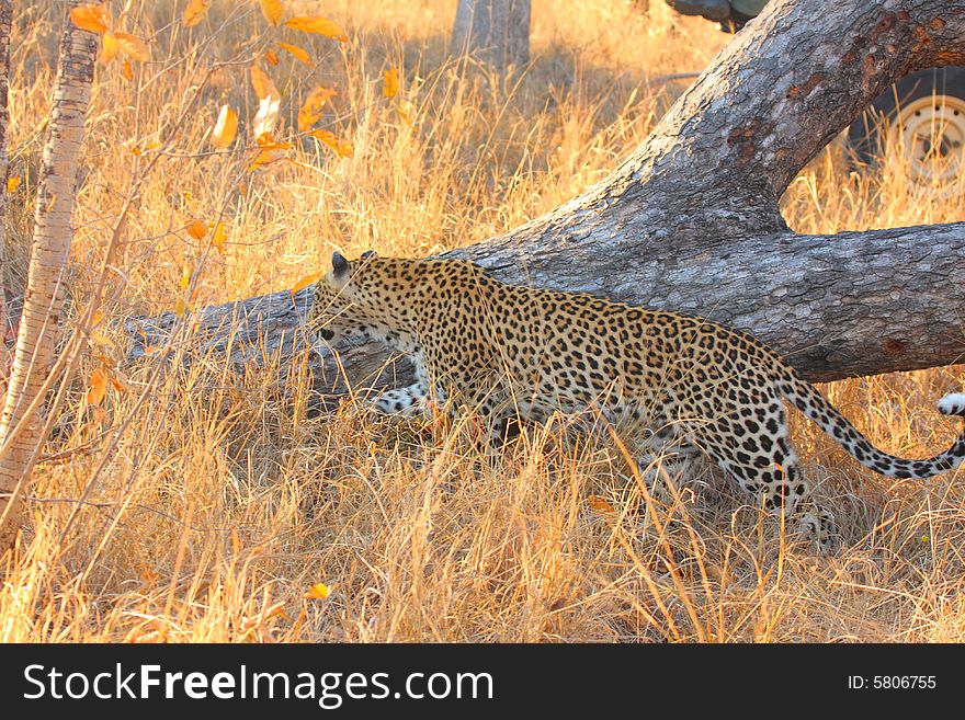 Leopard in a tree in the Sabi Sands Reserve. Leopard in a tree in the Sabi Sands Reserve