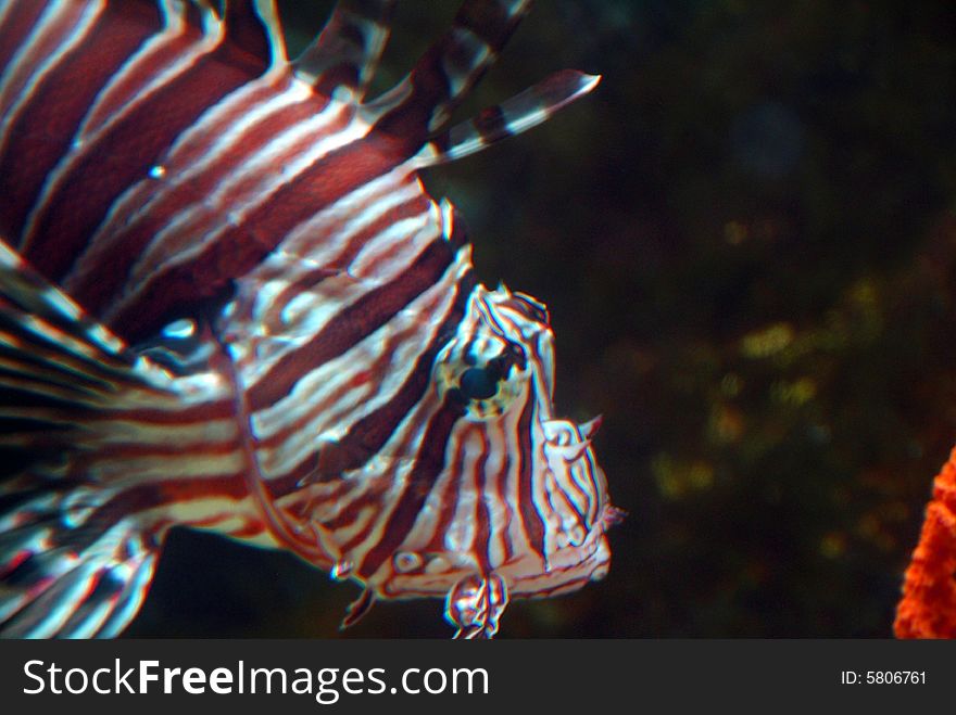 Lion Fish swimming in aquarium