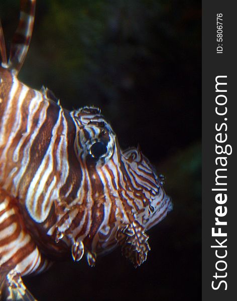 Lion Fish swimming in aquarium