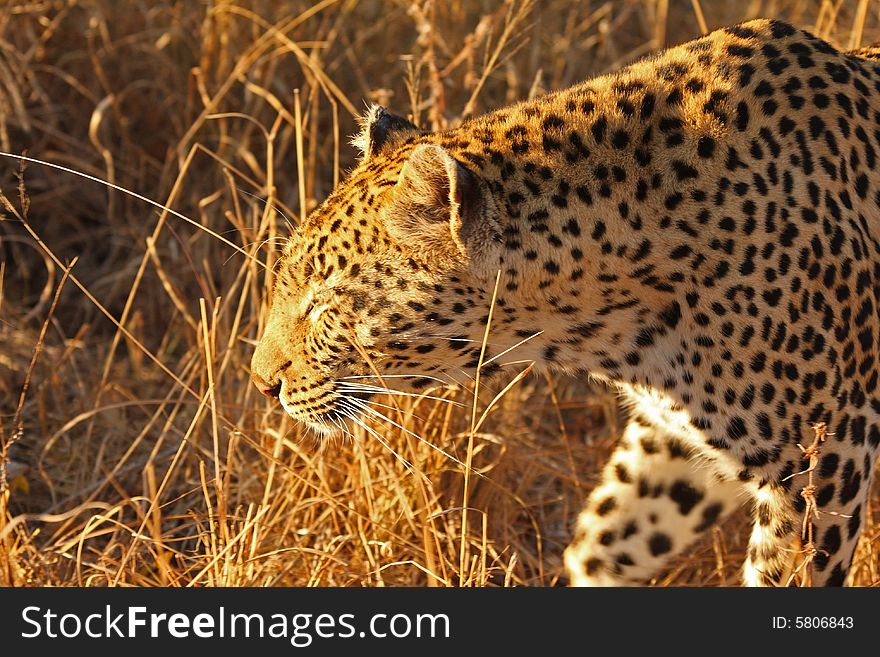 Leopard in the Sabi Sands