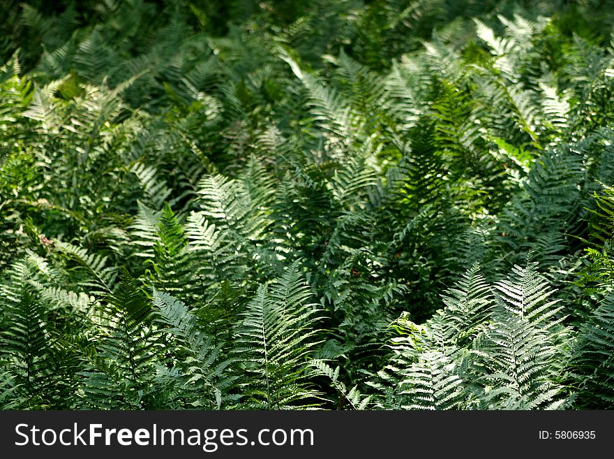 Green leaves of fern in a garden
