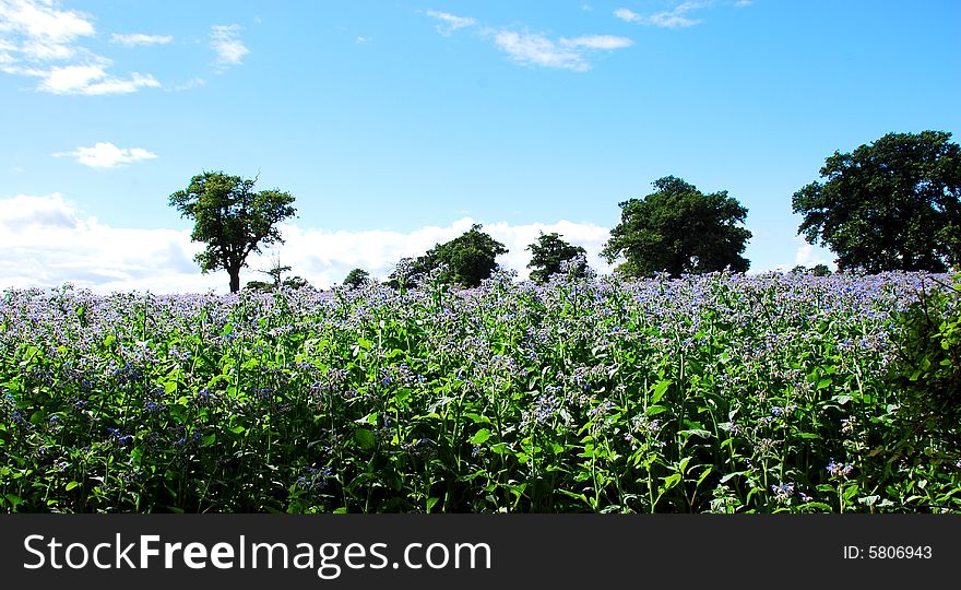 A countryside view of fields of blue