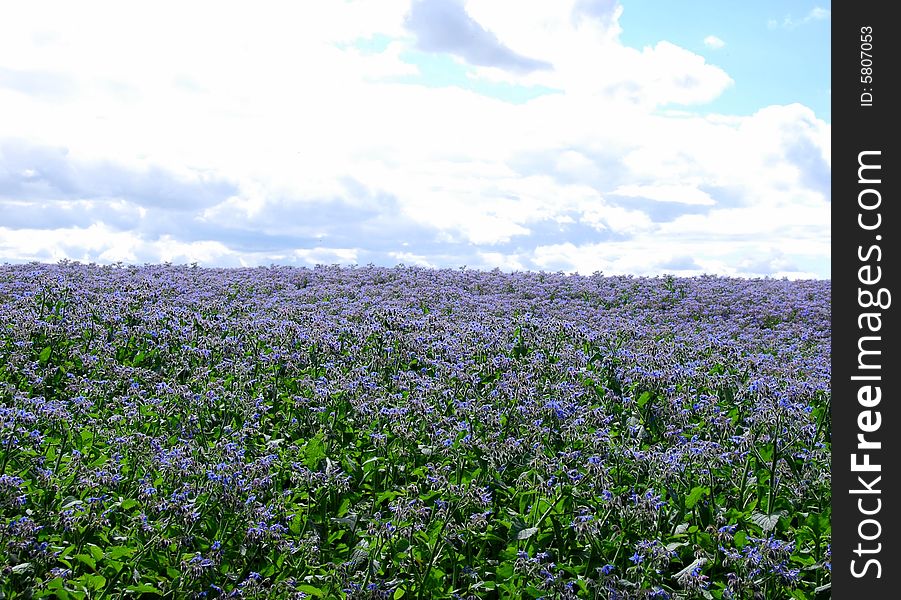 A countryside view of fields of blue