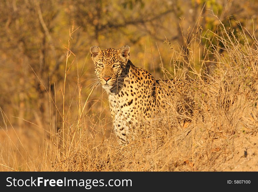 Leopard in the Sabi Sands Reserve
