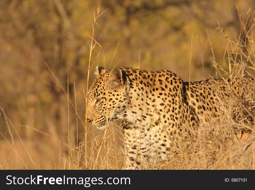 Leopard in the Sabi Sands Reserve