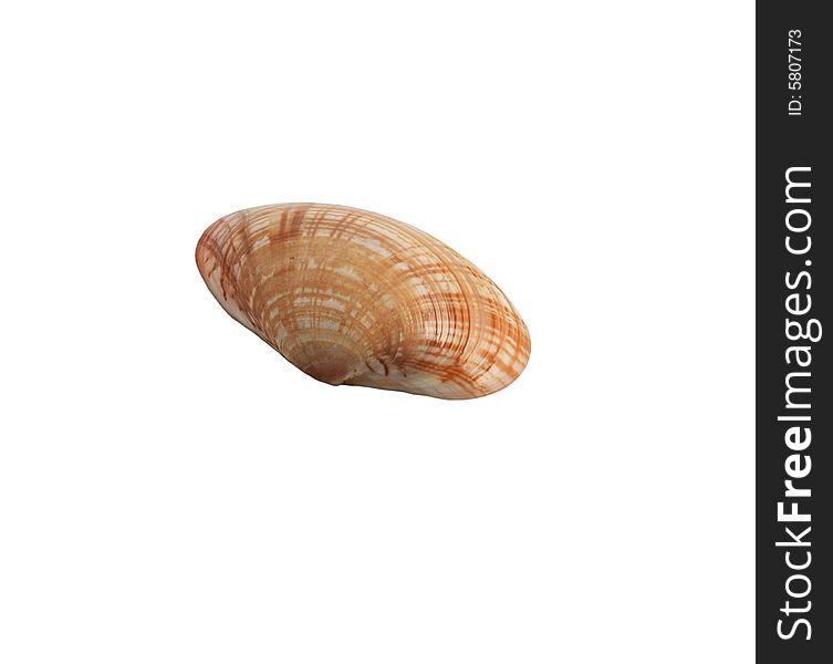 Sea-shell isolated on white background