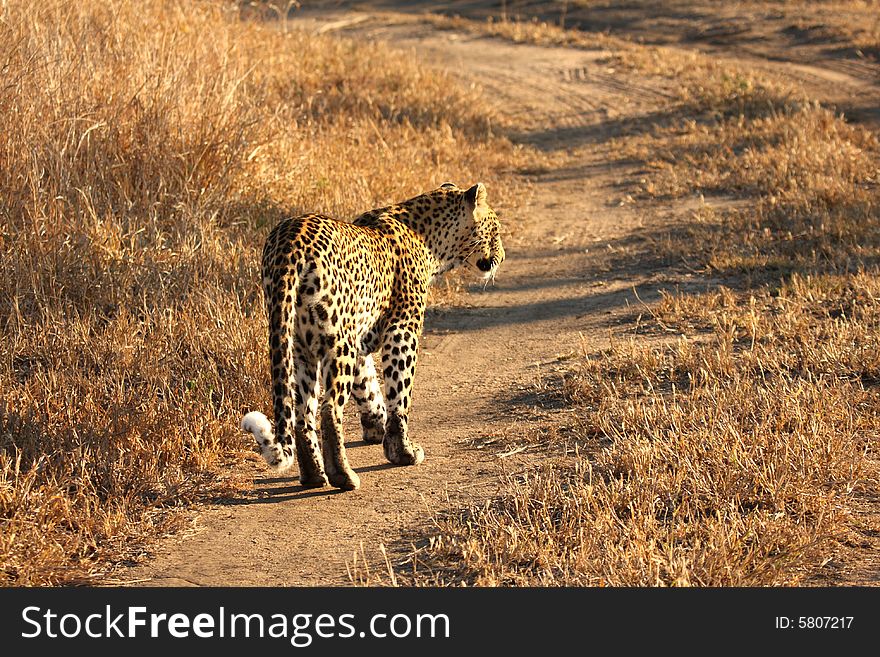 Leopard in the Sabi Sands