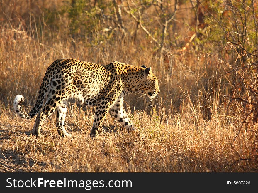 Leopard In The Sabi Sands